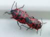 Eurydema ventralis